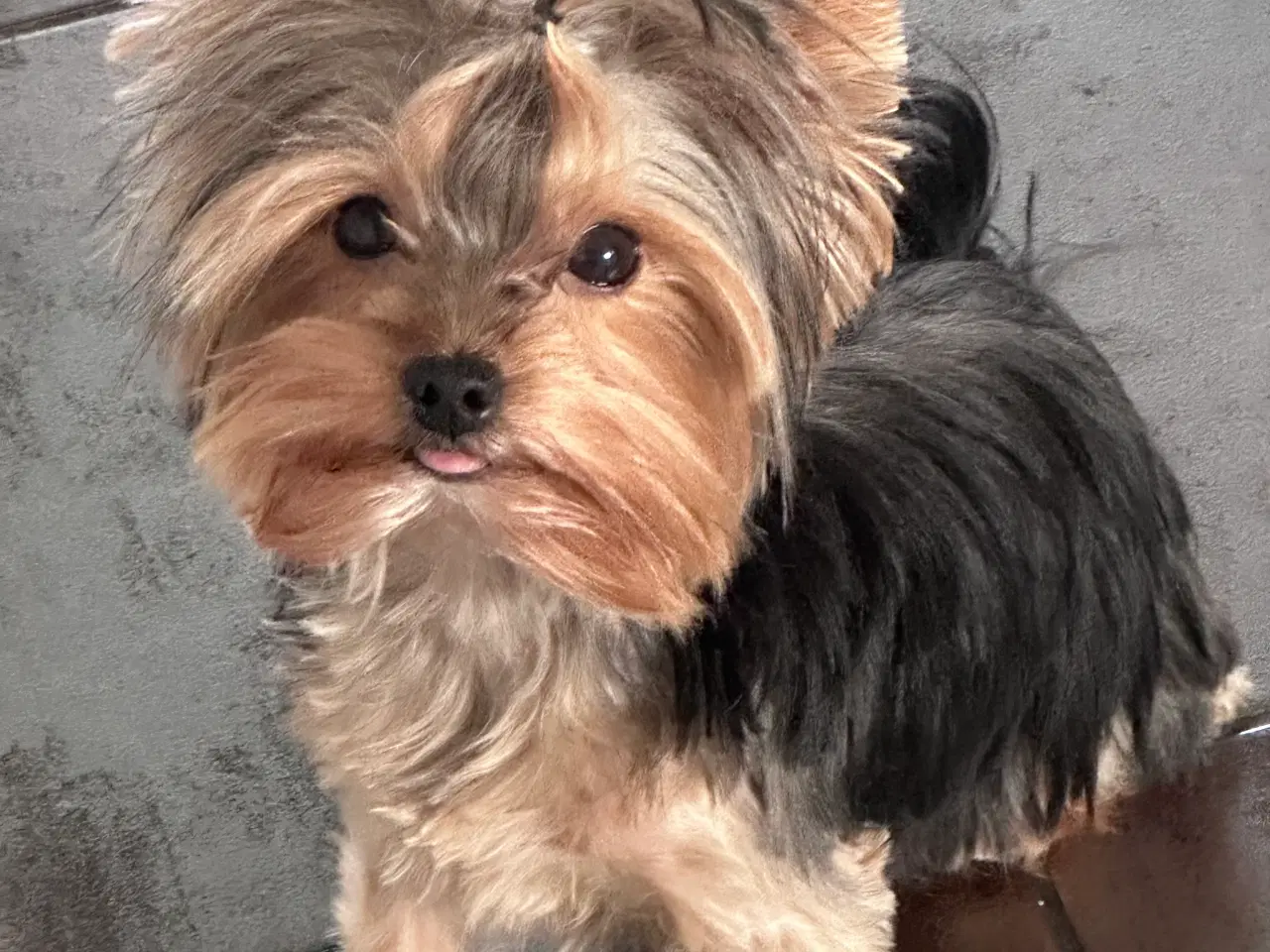 Billede 3 - Yorkshire terrier Tæve