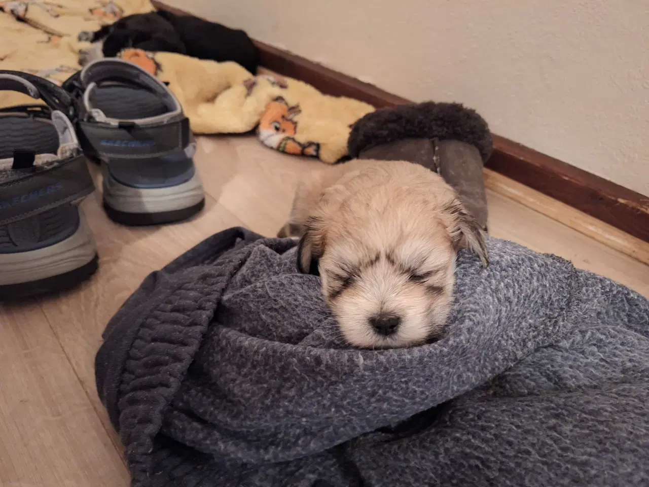 Billede 7 - Lhasa apso / malteser