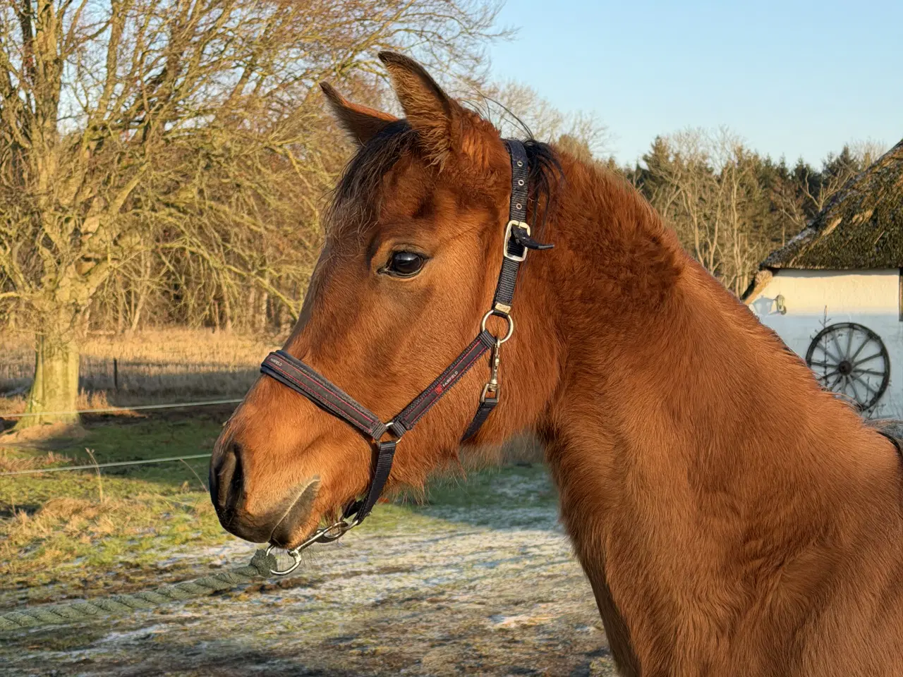 Billede 2 - 3 års hoppe - med stamtavle 
