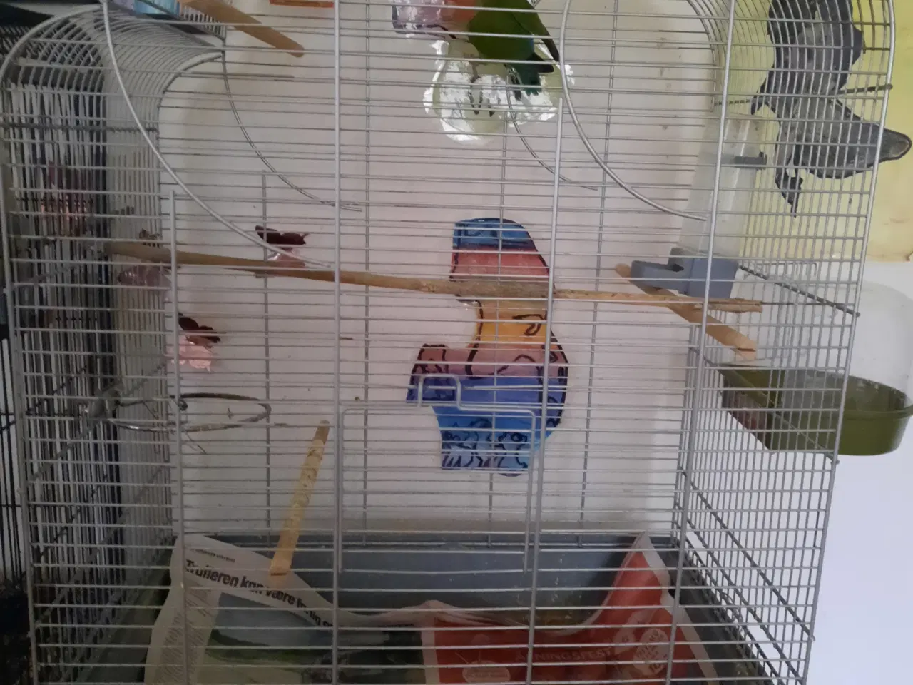 Billede 1 - Dværg papegøje med bur