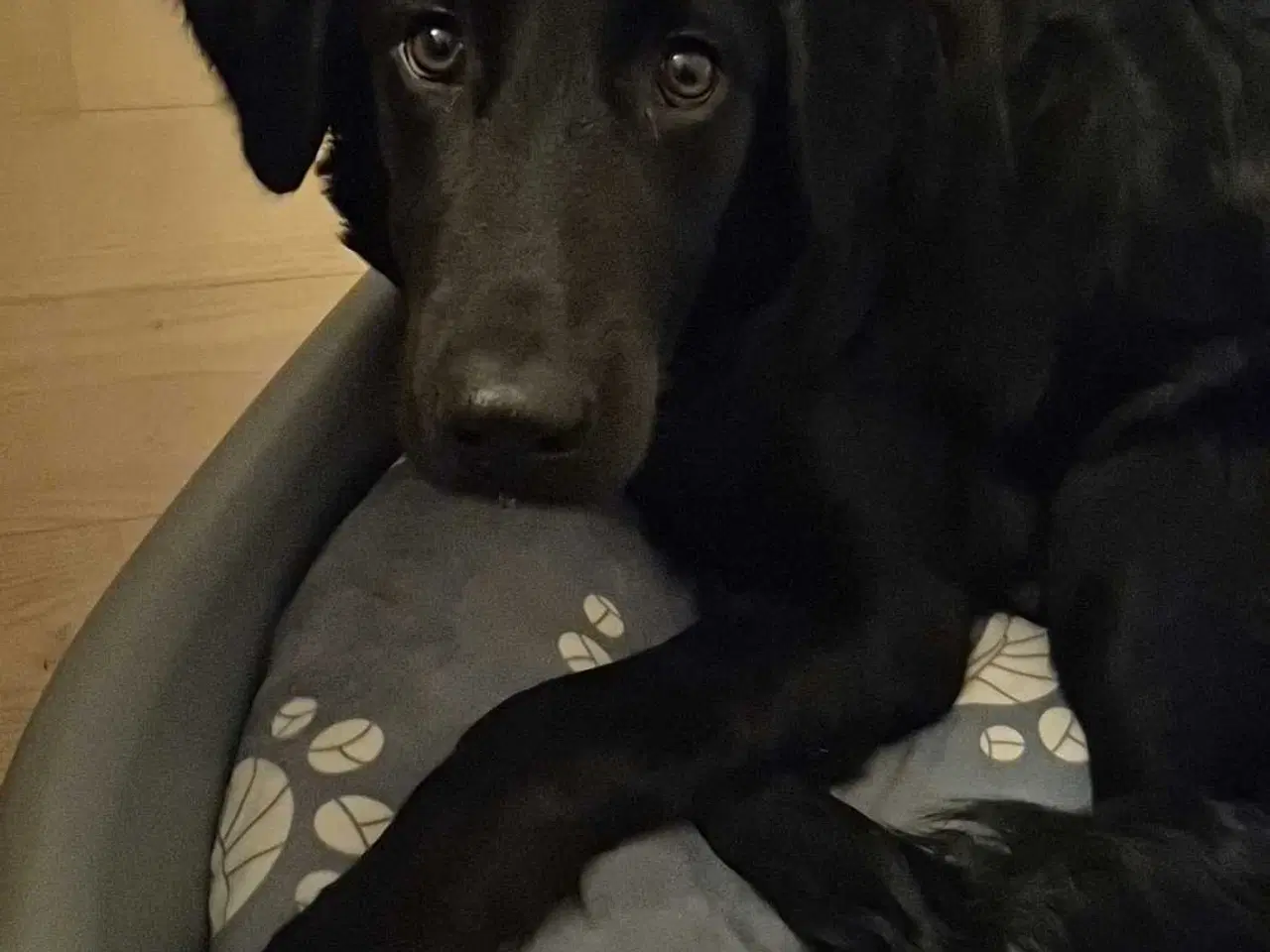 Billede 3 - Hund