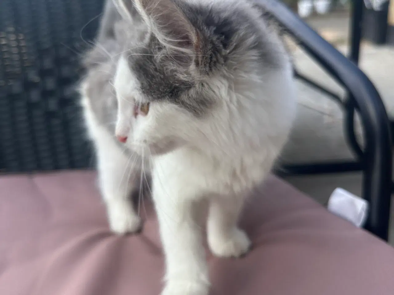Billede 2 - Maine coon 