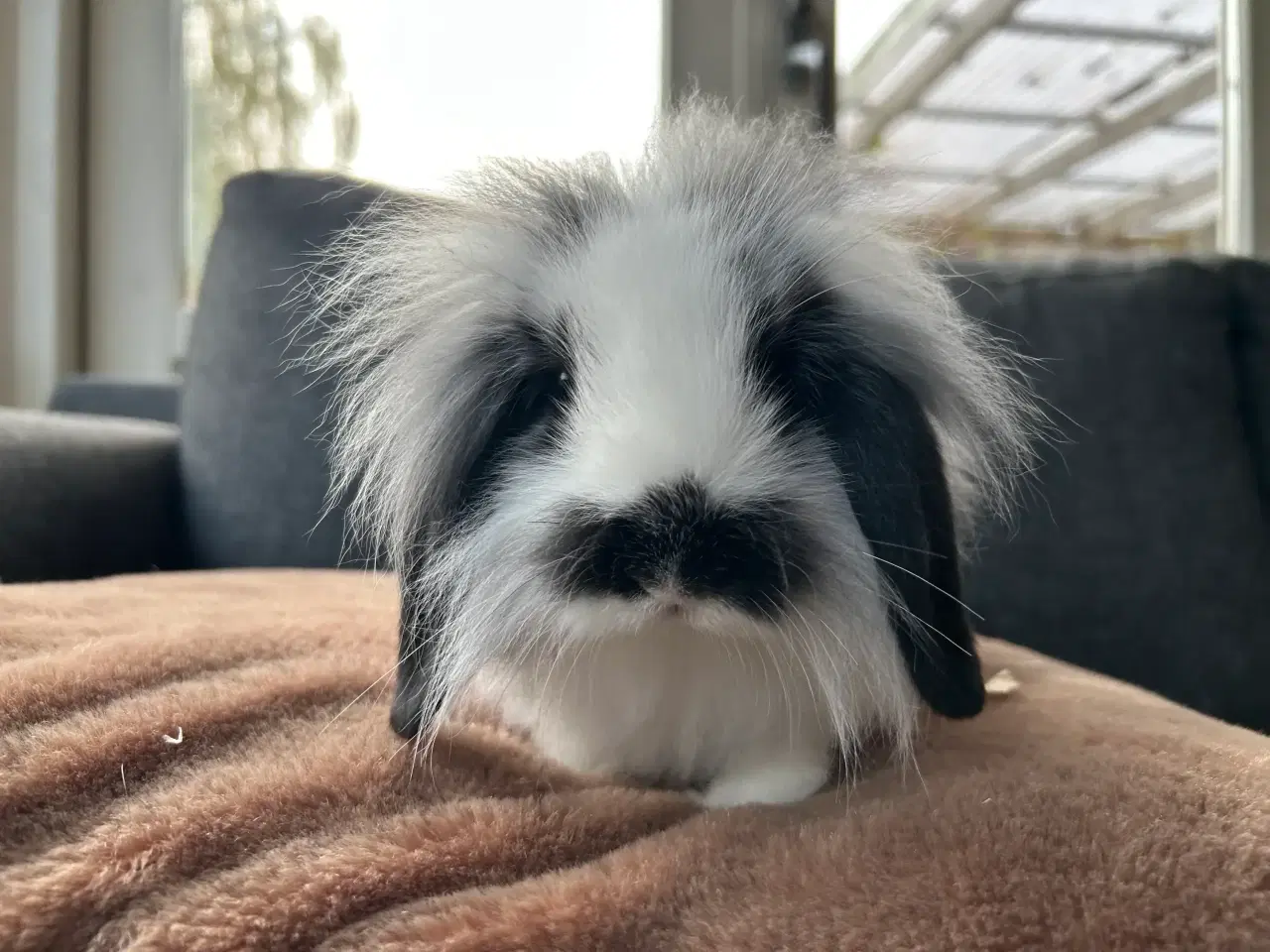 Billede 1 - De sødeste kaninunger søger nyt hjem