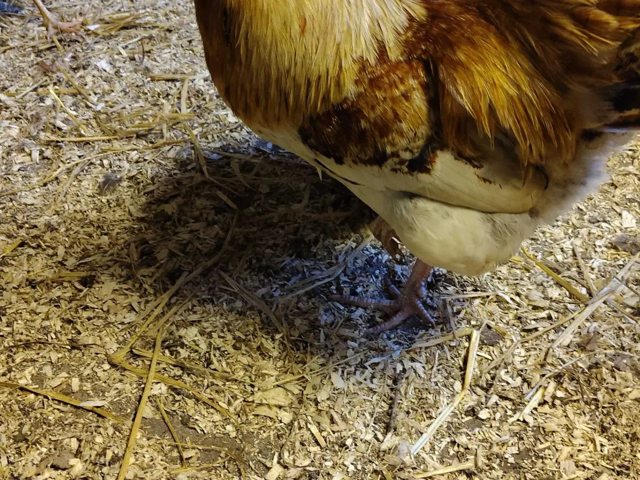 Billede 4 - 4 dejlige haner