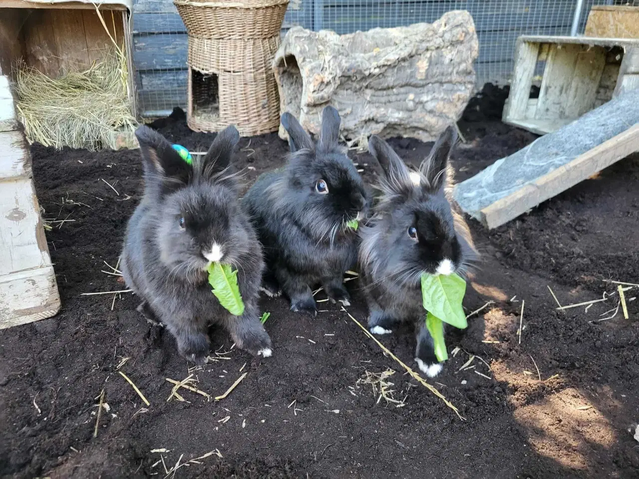 Billede 1 - Trekløver ✅️ Klar til adoption ♀️♂️♂️