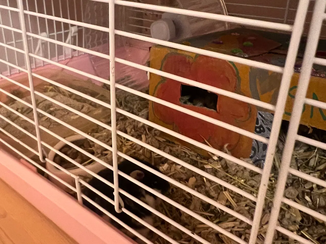 Billede 5 - Hun dværg hamster sælges