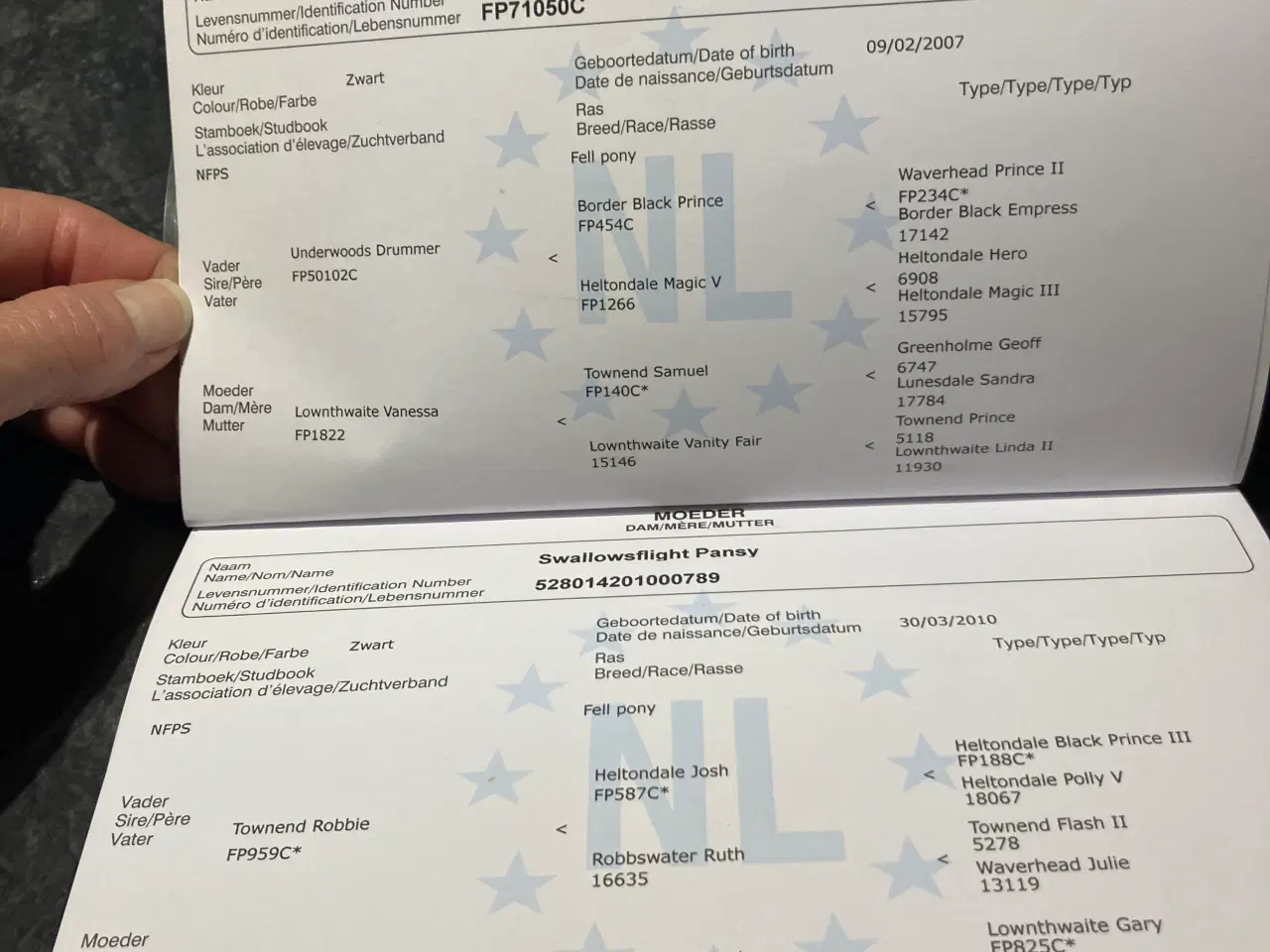 Billede 5 - Fellpony hoppe 8 år