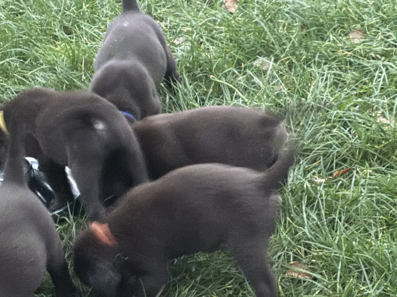 Billede 4 - 1 hanhund brun gammel labrador