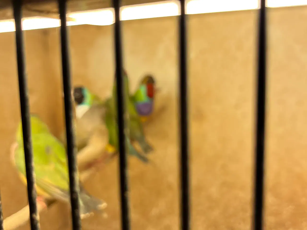 Billede 2 - goldaminer