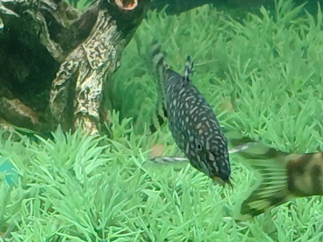 Billede 4 - Smerling