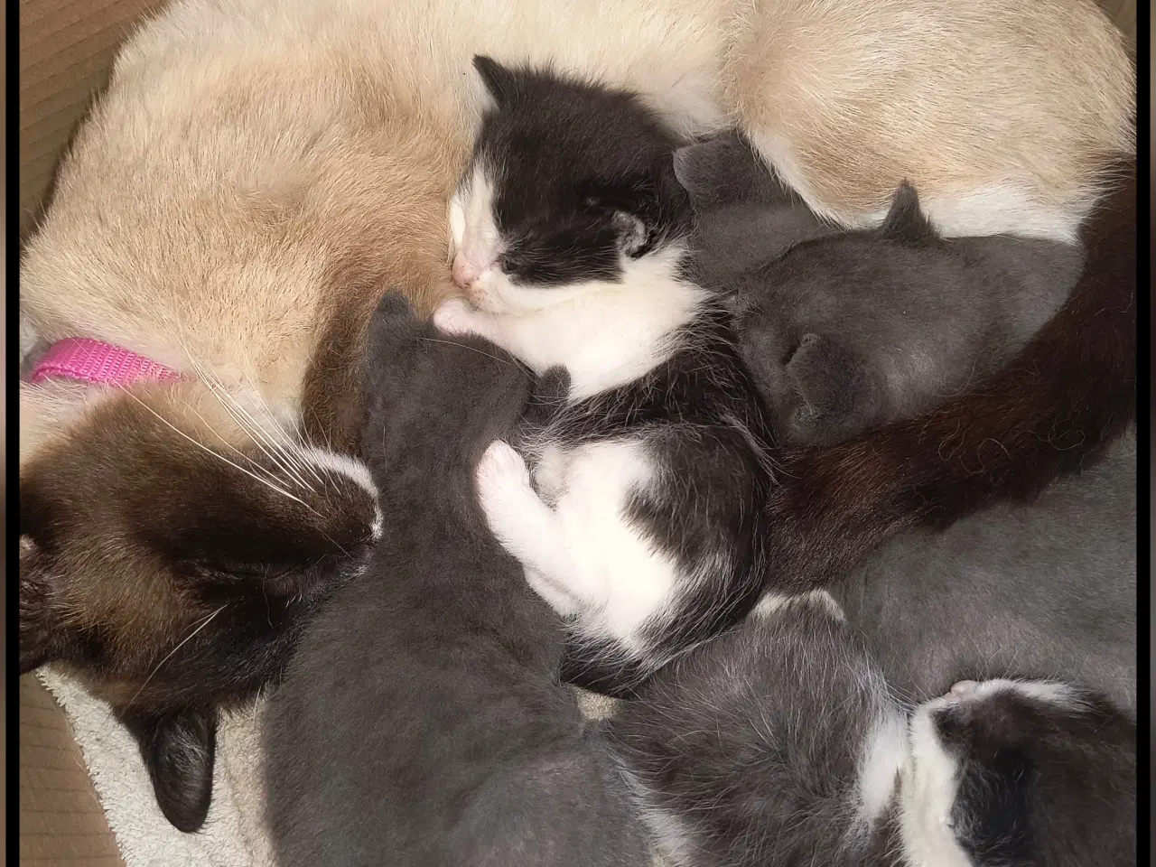 Billede 6 - British Shorthair, Siameser, Hellig Birma mix