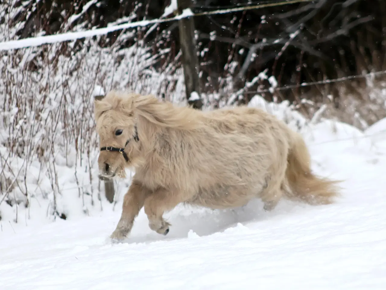 Billede 3 - charmerende mushroom dun hingst på 2 år.