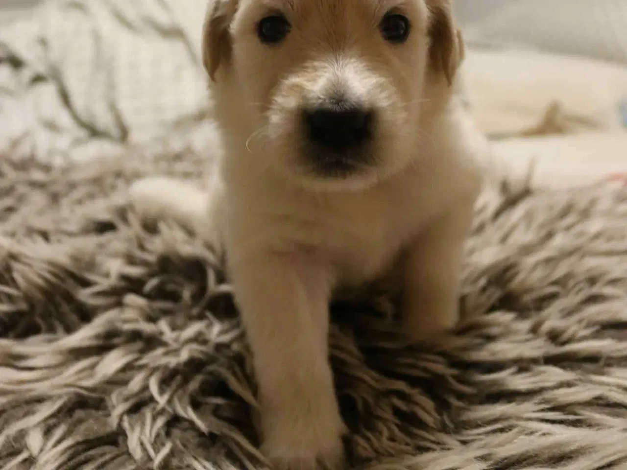 Billede 7 - Golden Doodle & Alaskan Malamute Hvalpe