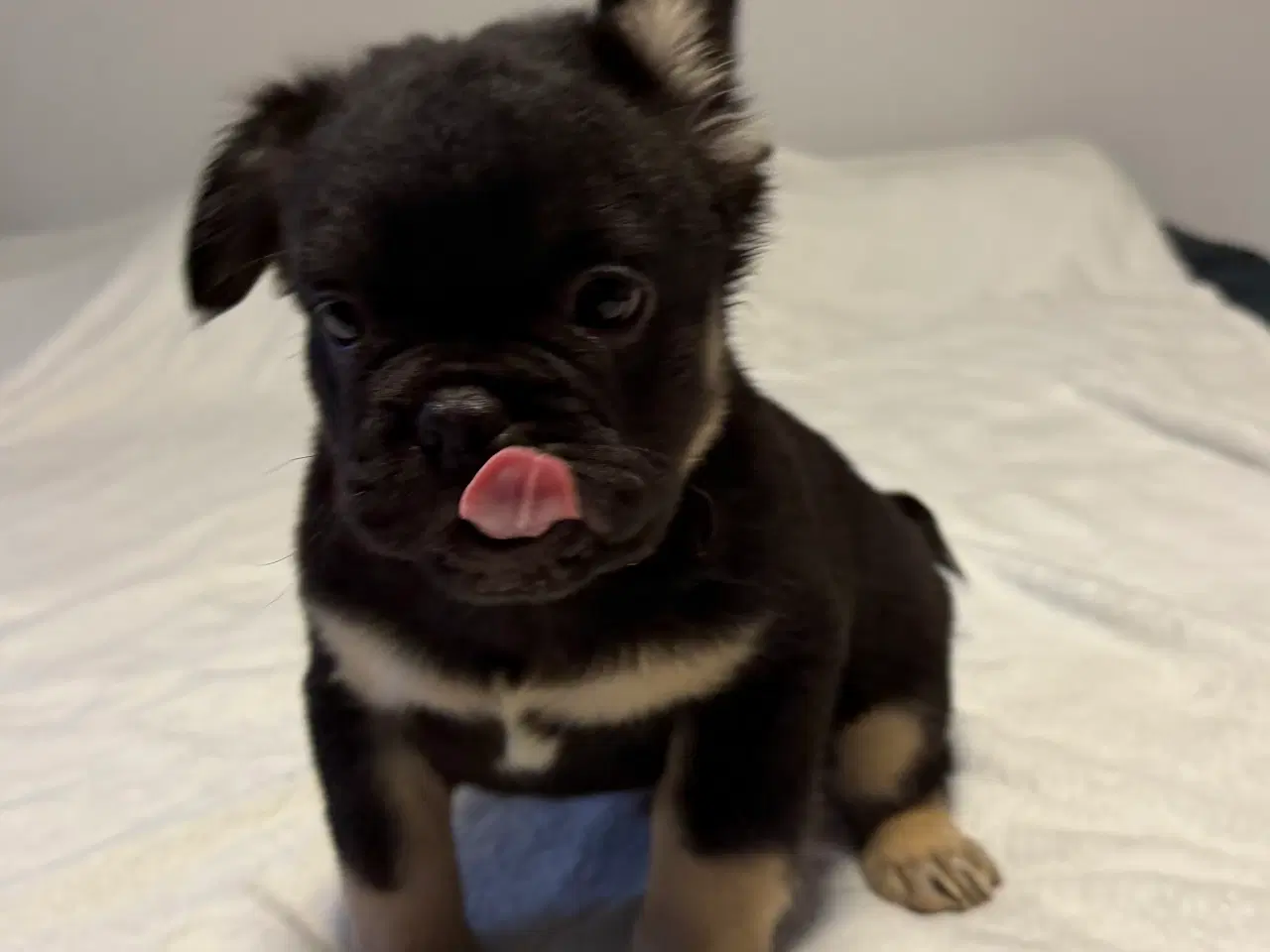 Billede 4 - Fluffy Fransk bulldog valpar leveranklara