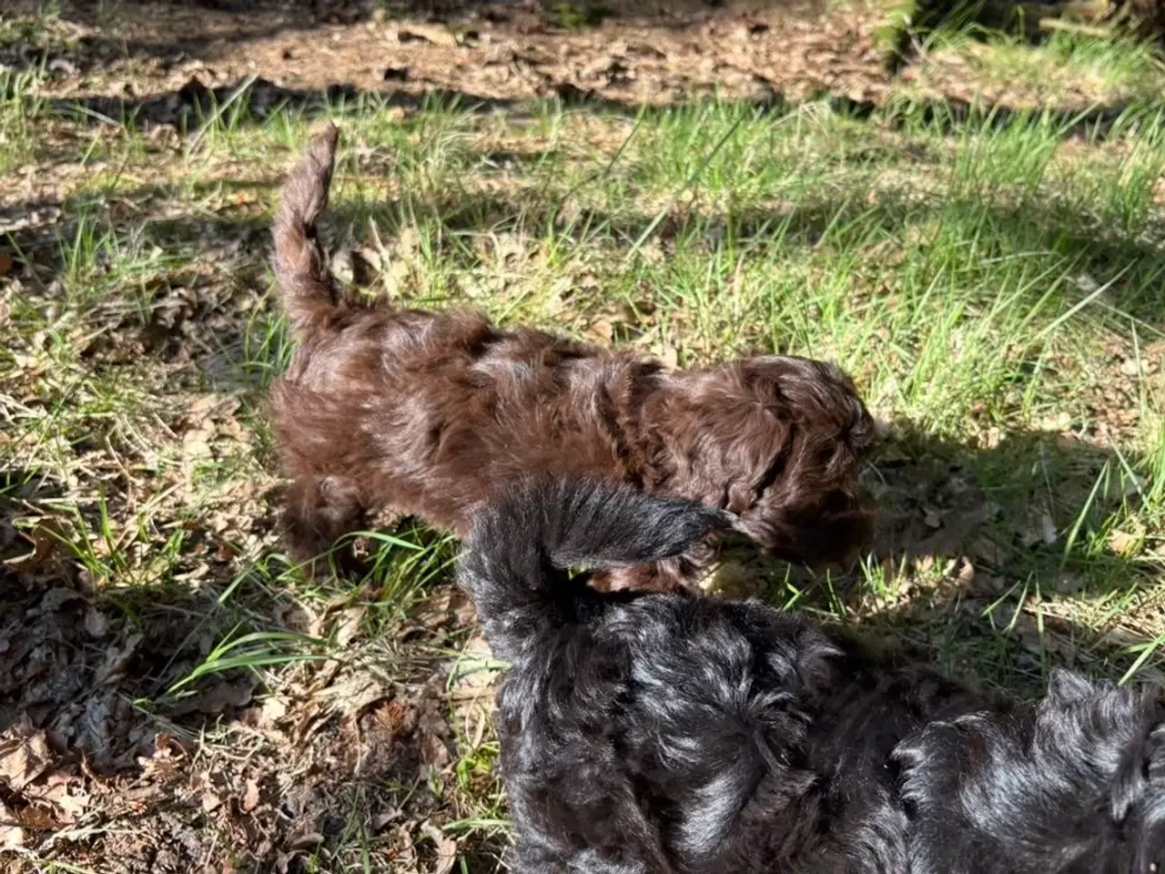Billede 6 - 2 Generations Maltipoo