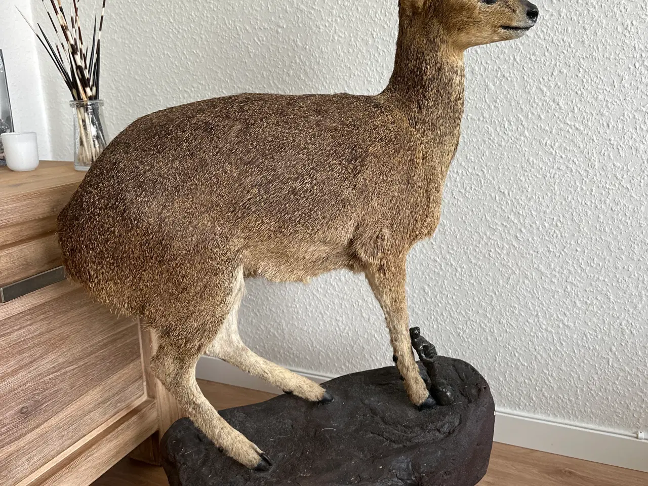 Billede 1 - Flot Klipspringer fra Namibia 