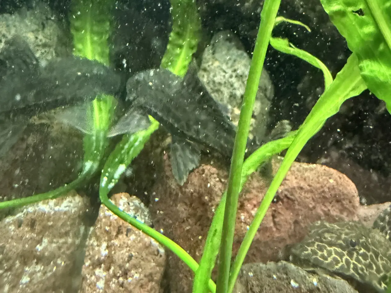 Billede 6 - Pleco maller - Hurtig Handel foretrækkes