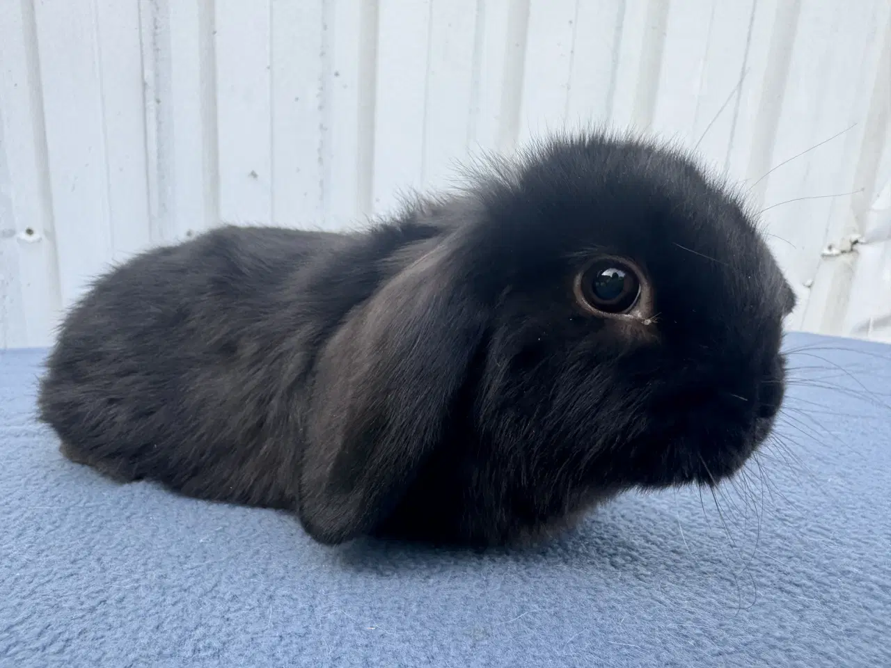 Billede 10 - Dværgvædder salgsklare hunner