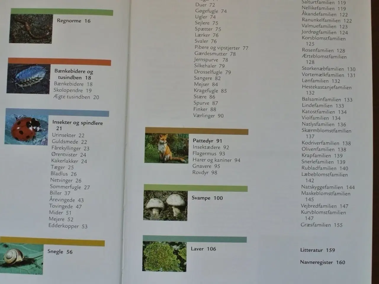 Billede 2 - byens dyr og planter, Af tommy dybbro, emne: natur