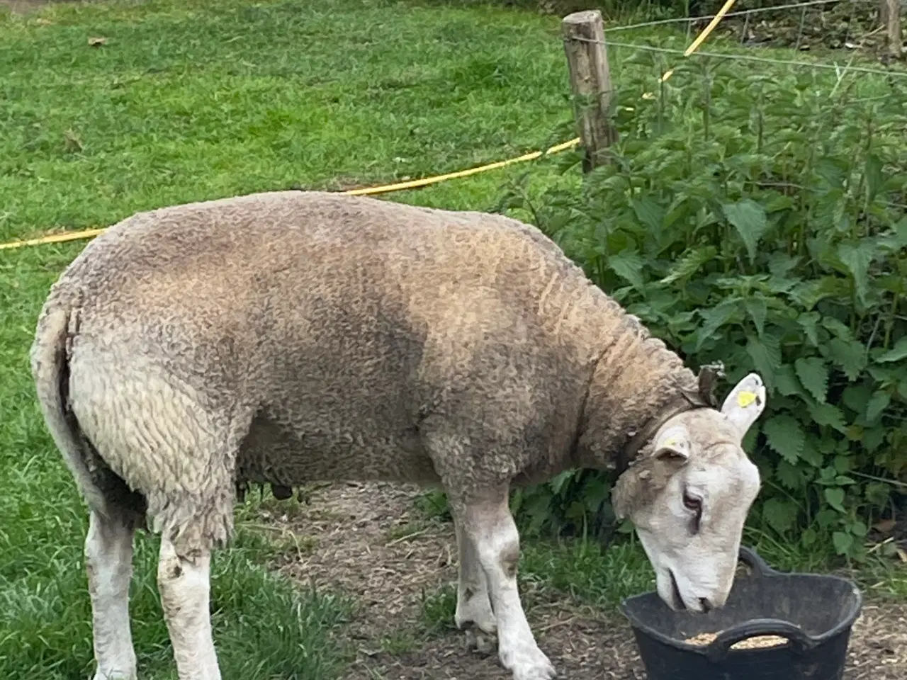 Billede 3 - Texel