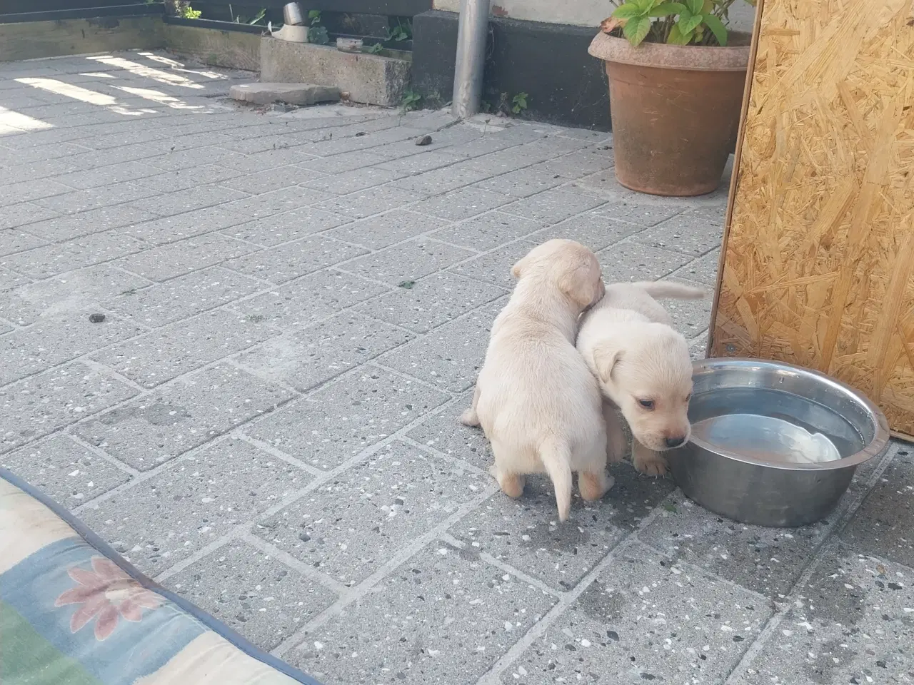 Billede 9 - Gule Labrador hvalpe.