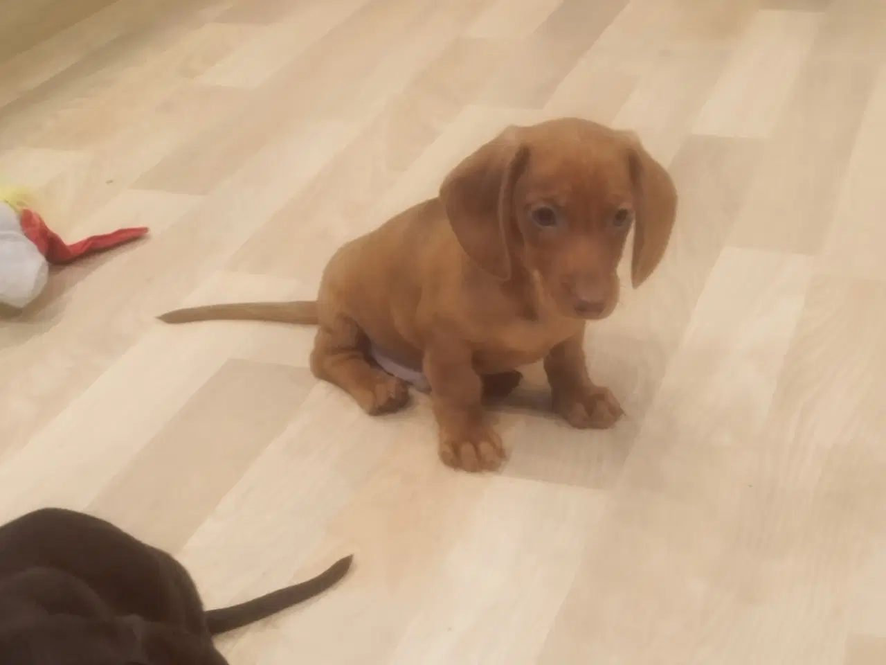 Billede 11 - Danmarks kønneste Gravhunde hvalpe