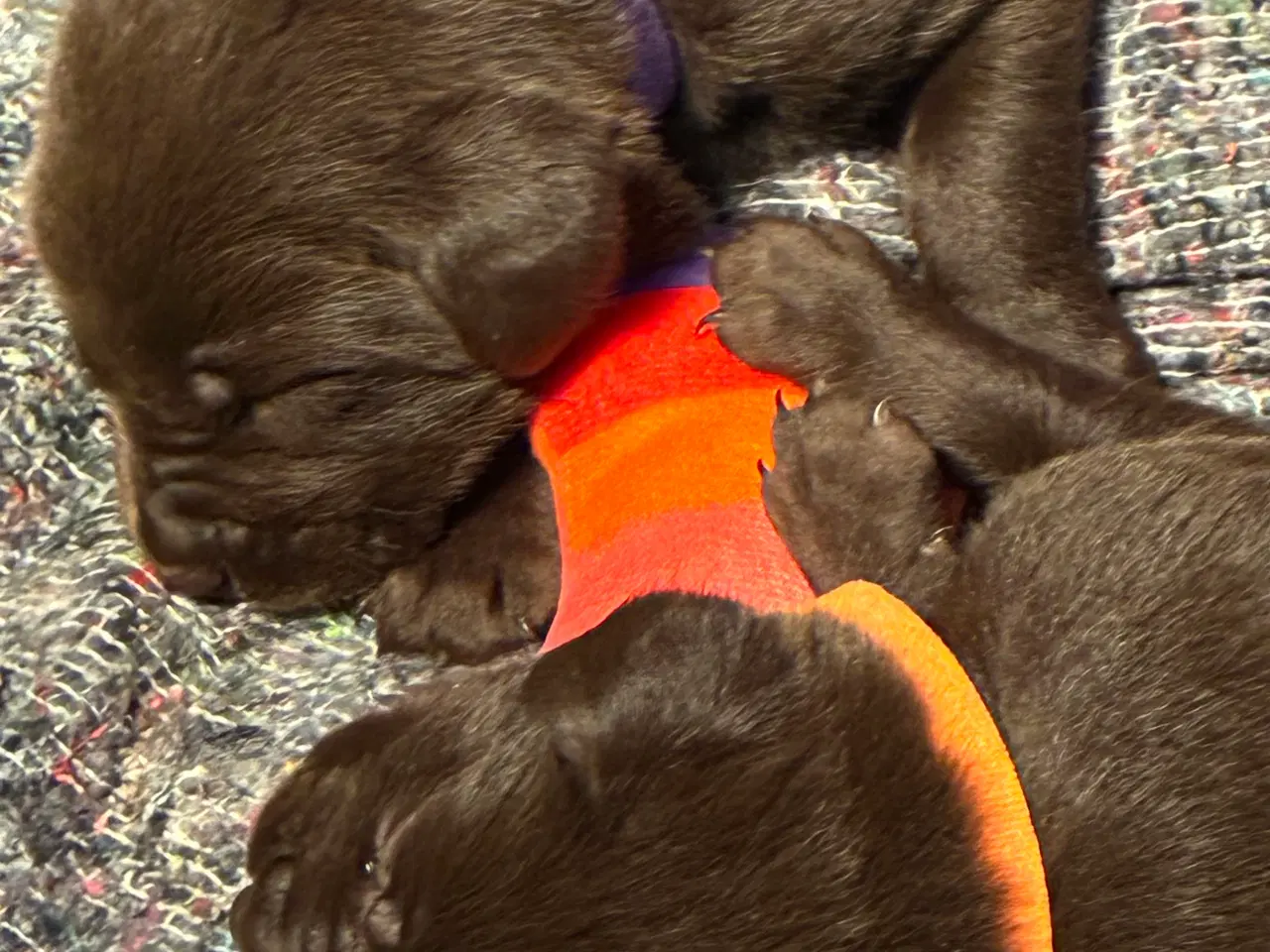 Billede 3 - Labrador hvalpe