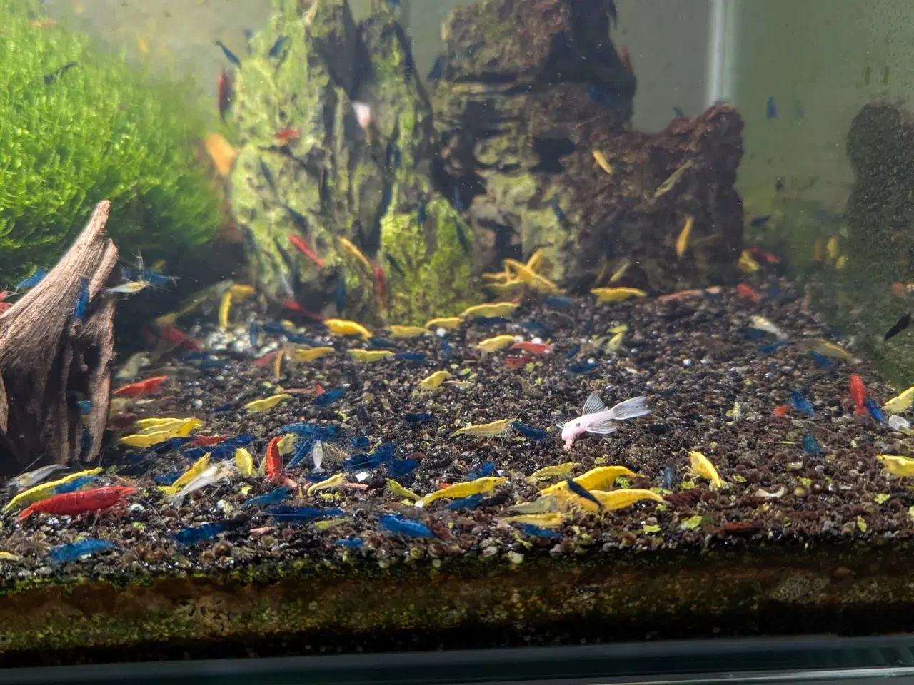 Billede 2 - Neocaridina reje-mix - 50 stk | 125,-