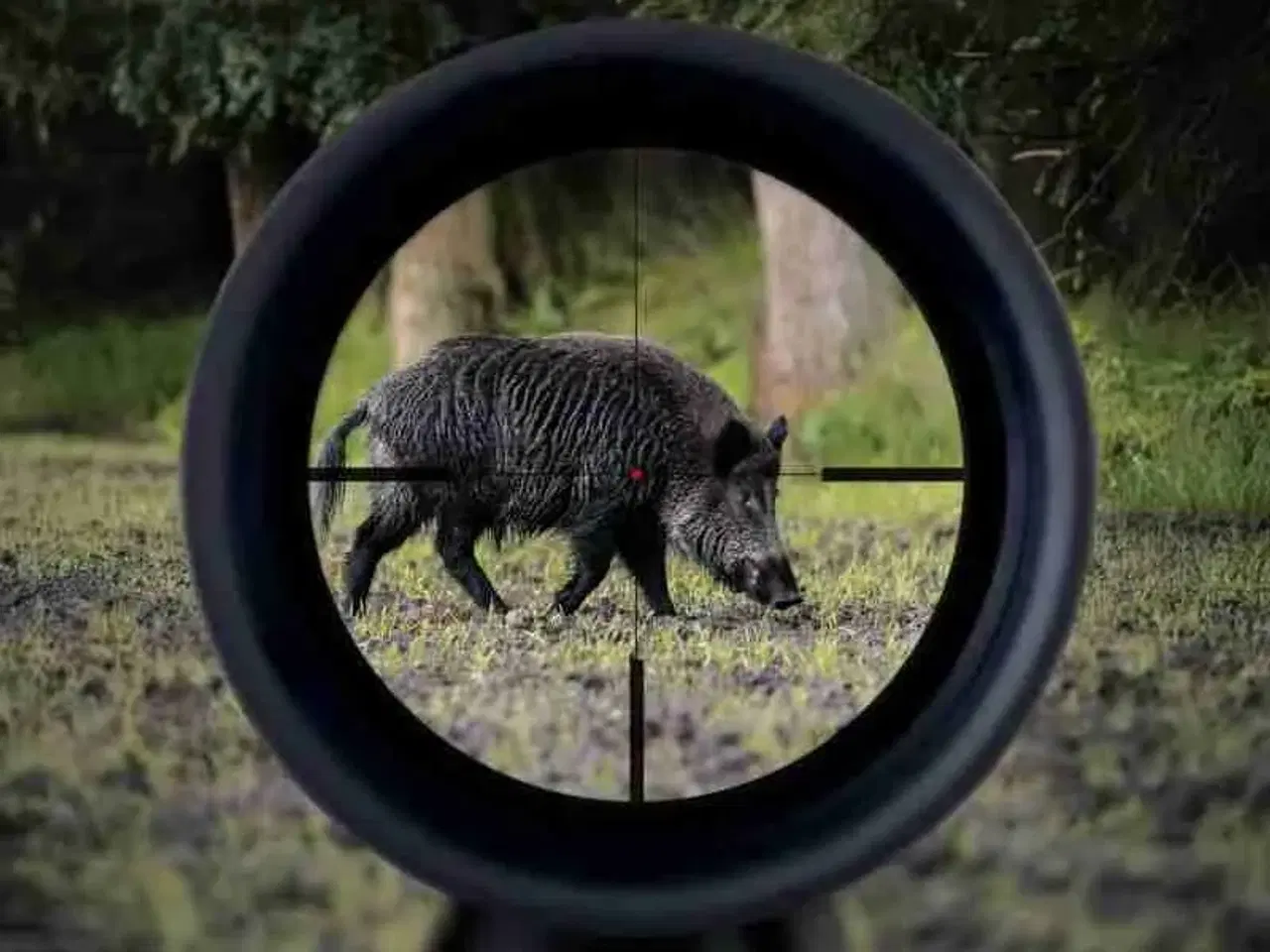 Billede 4 - Minox rs 4 3-12 56 BDC