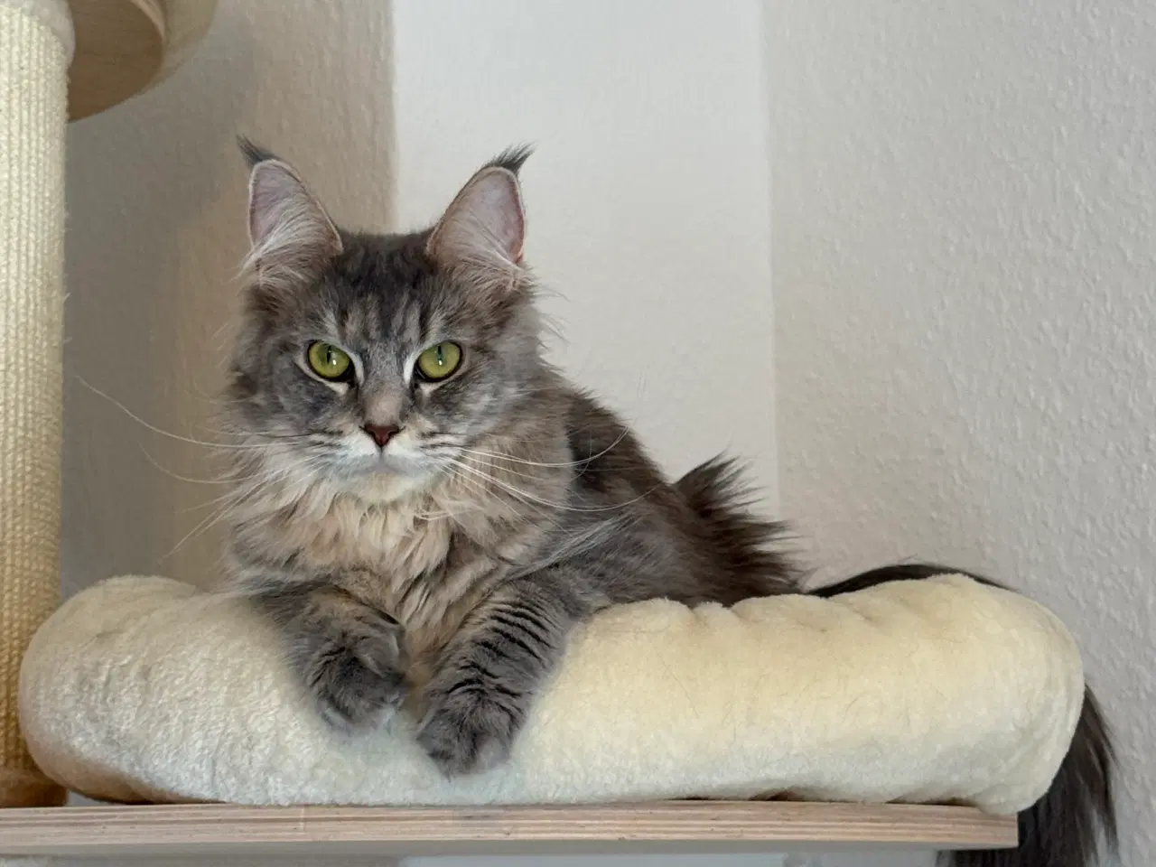 Billede 1 - Smukke og kærlige Nova søger nyt, roligt hjem 🐾