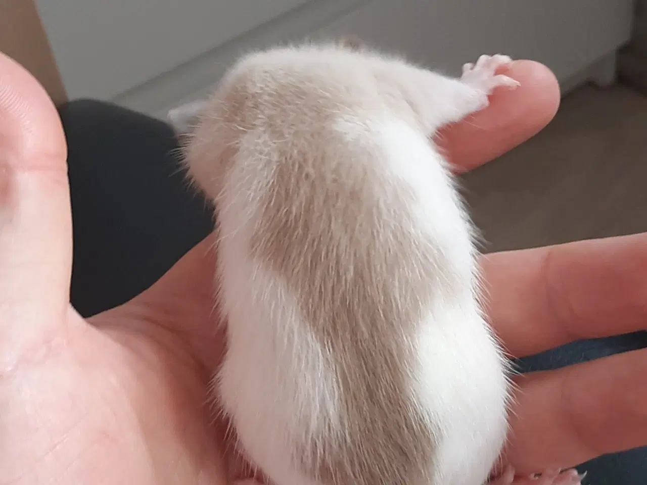 Billede 3 - Tamrotte fra kærlig hobbyopdræt 🐭✨