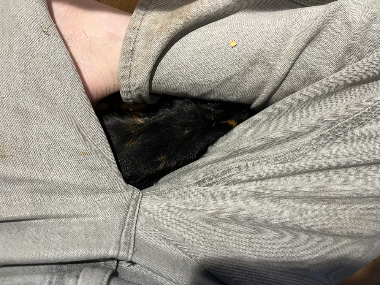 Billede 3 - Marsvin drenge