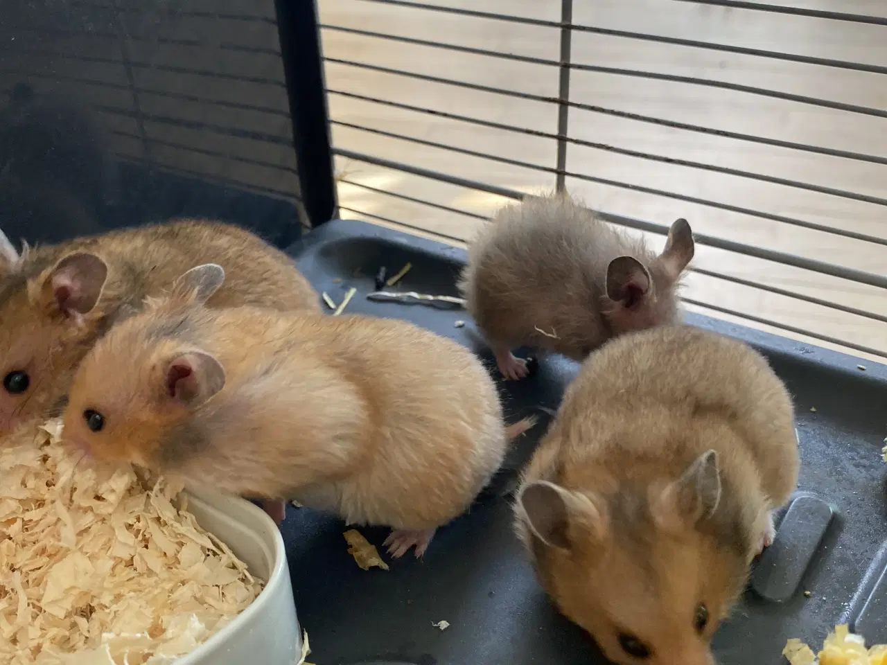 Billede 3 - Hamster unger 