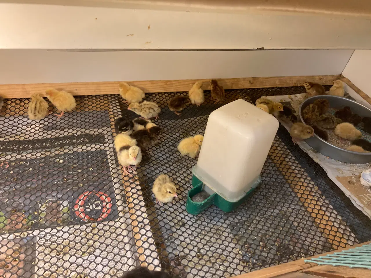 Billede 10 - Vagtel rugeæg fra japanske og franske vagtler