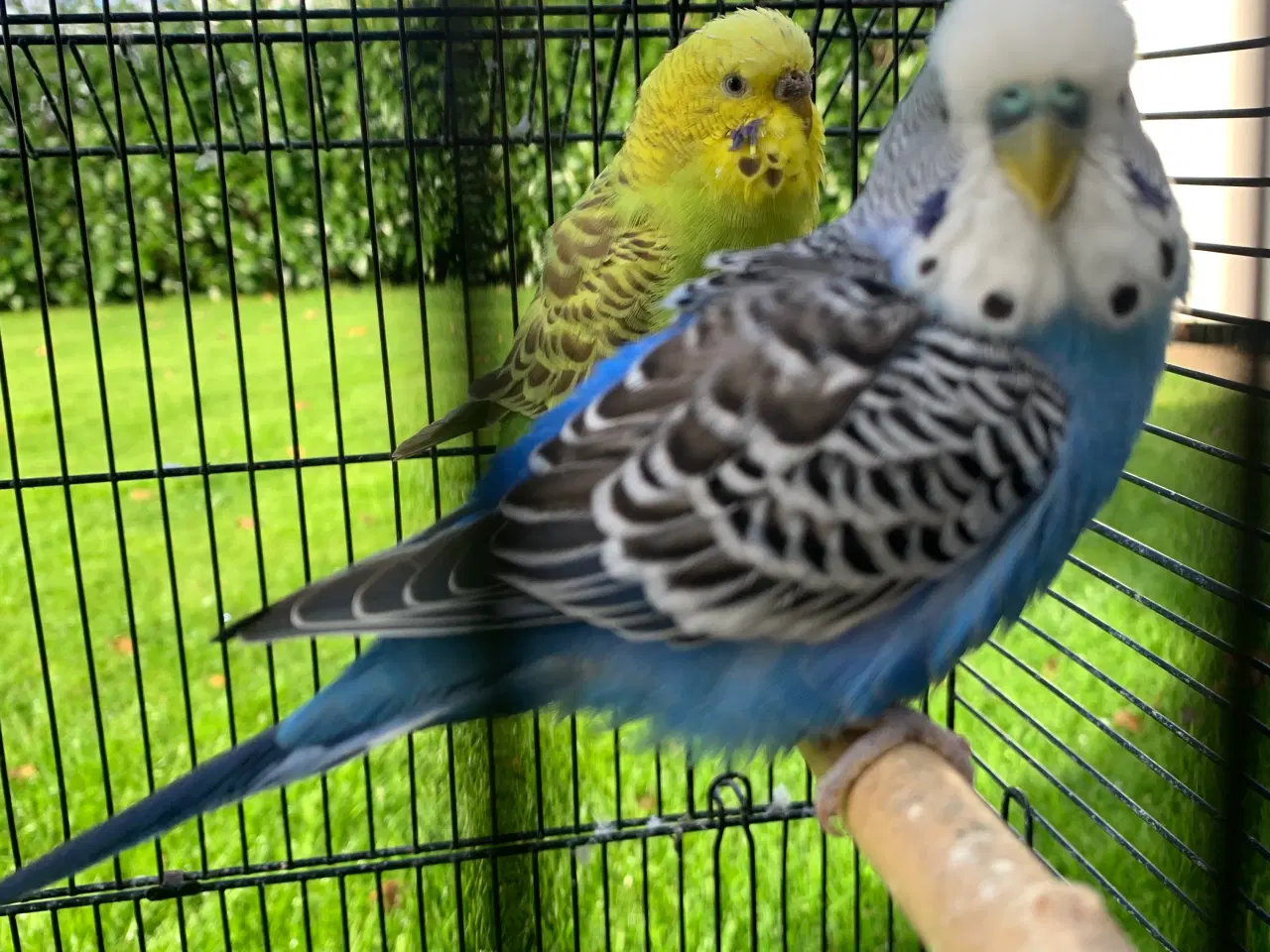 Billede 1 - 7 søde undulater