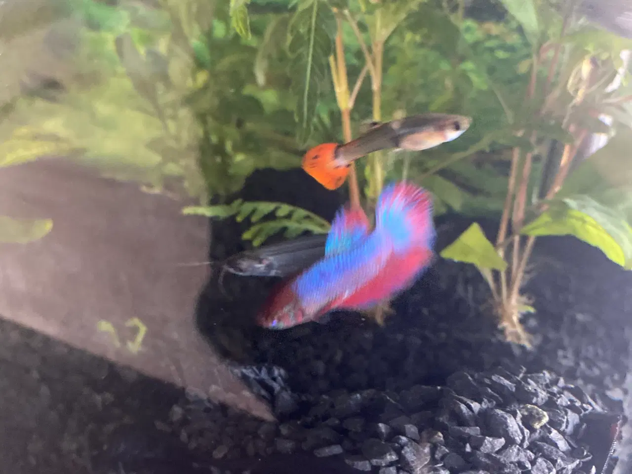 Billede 4 - Kampfisk hun 