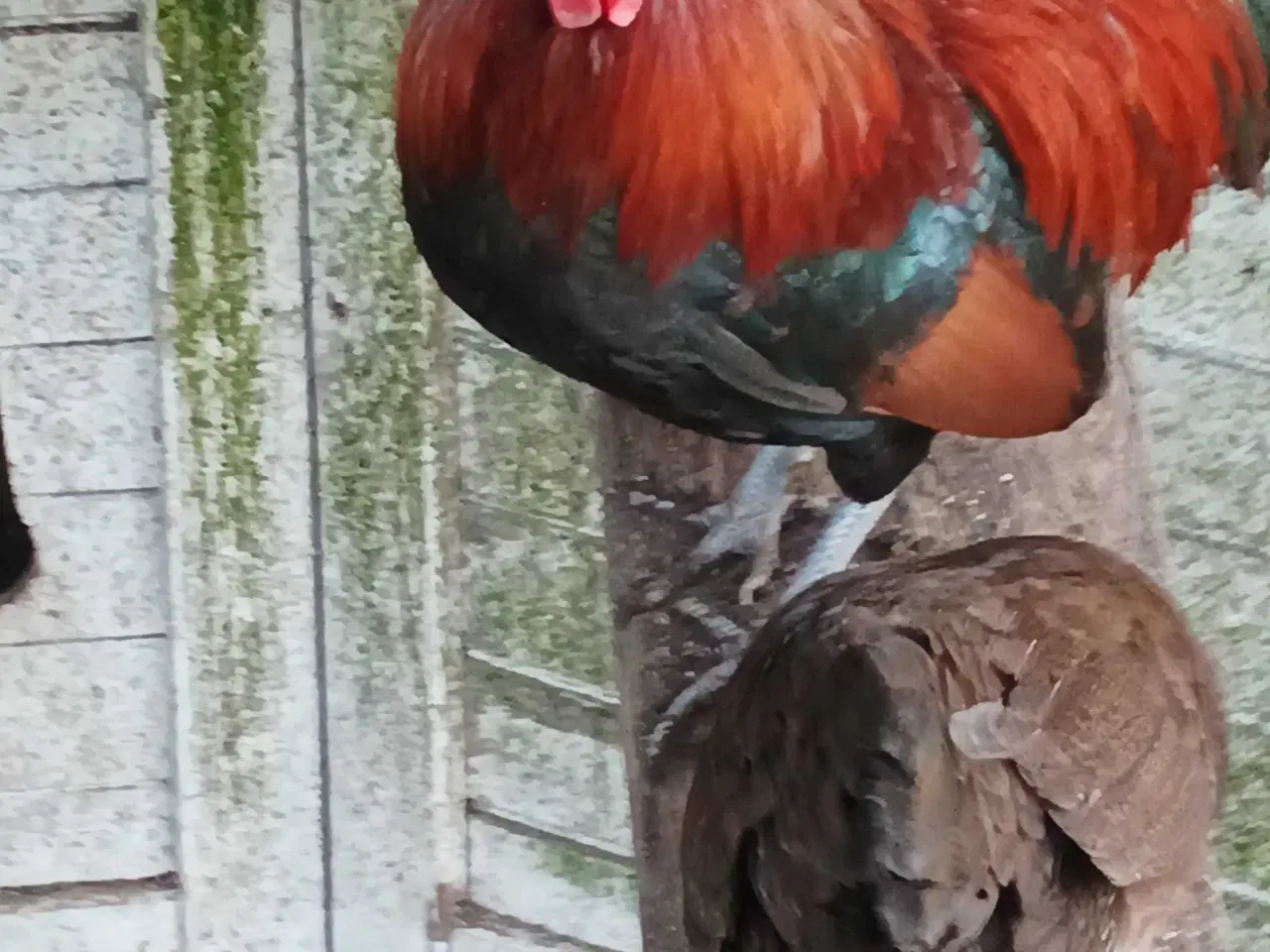 Billede 8 - Gamle danske landhøns dværg 