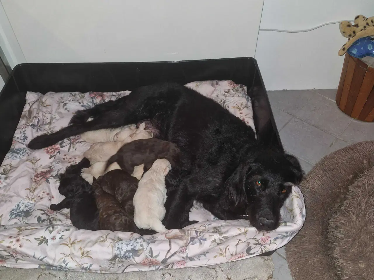 Billede 1 - Labradoodle hvalpe sælges