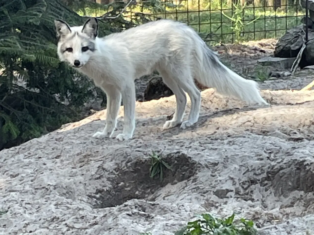Billede 1 - Smukkeste ræve tæve sælges 