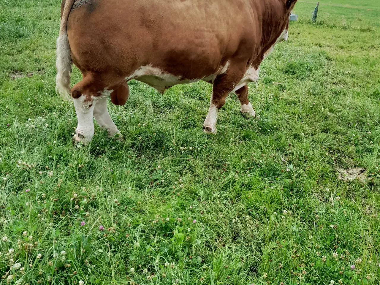 Billede 4 - Simmentaler avlstyr