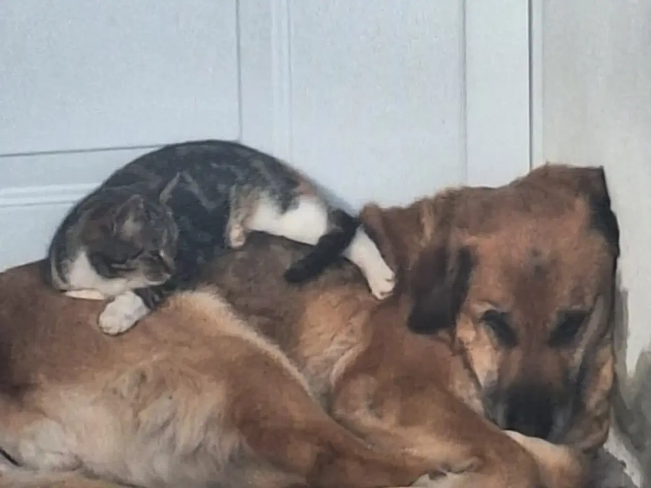 Billede 3 - Kat,4 mdr 18 dage