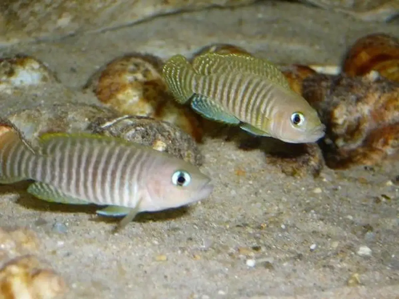 Billede 3 - SneglehusCichlide (Neolamprologus multifasciatus)