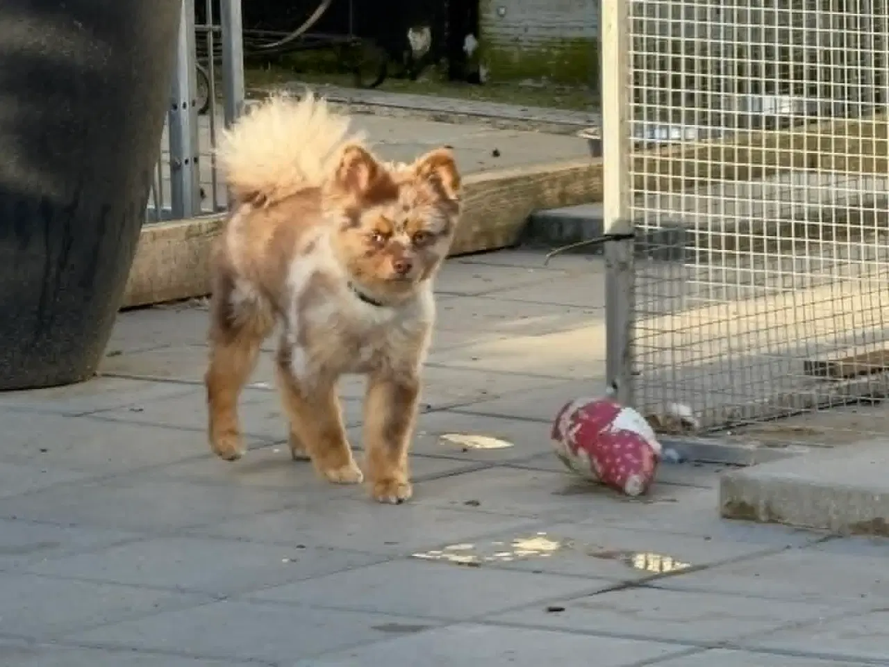 Billede 5 - 🐾 Pepsi søger sit for evige hjem 🐾