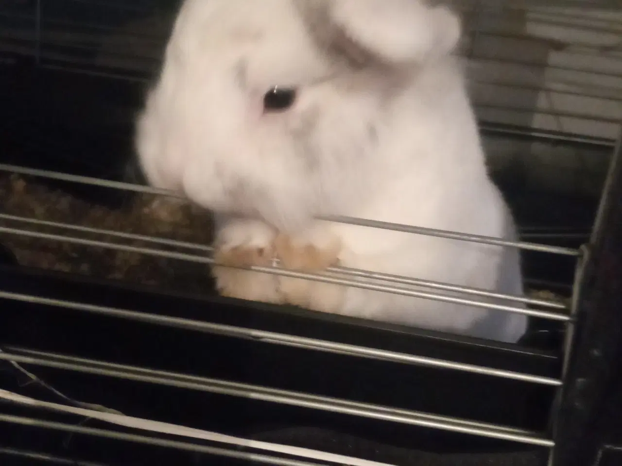 Billede 1 - Kælen lille han kanin søger nyt dyrevenligt hjem