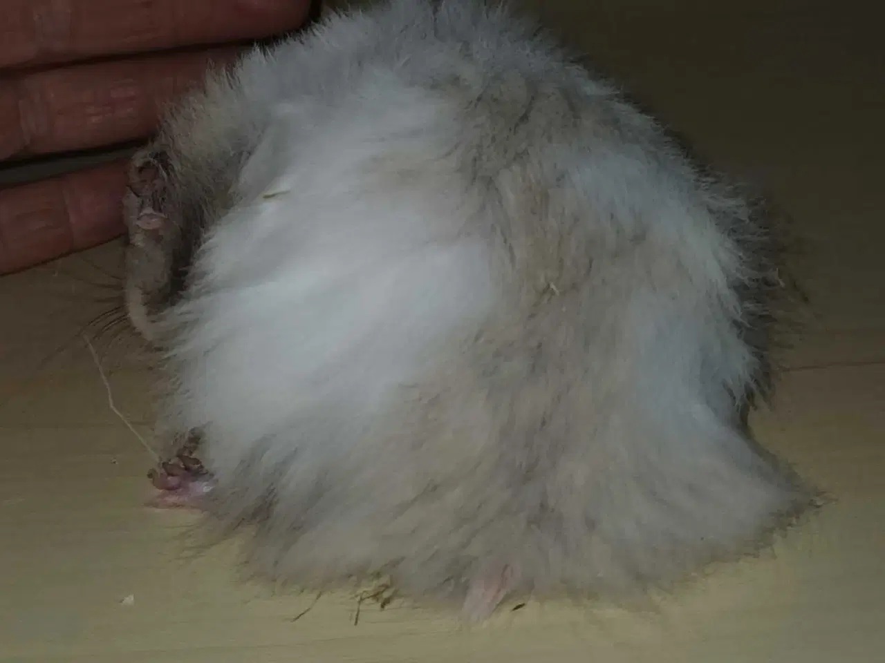 Billede 4 - Guldhamster unger