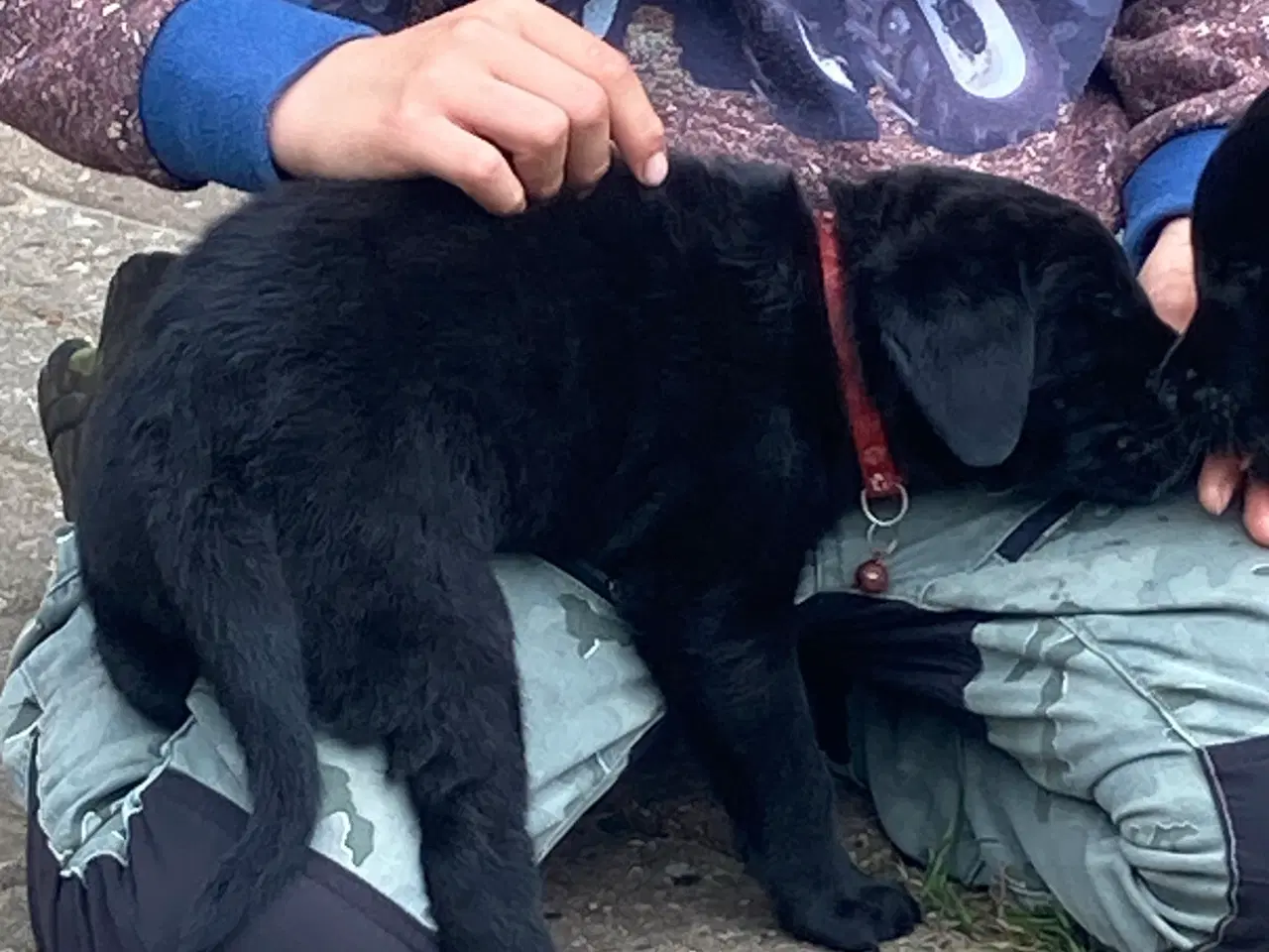 Billede 3 - Labrador hvalpe 