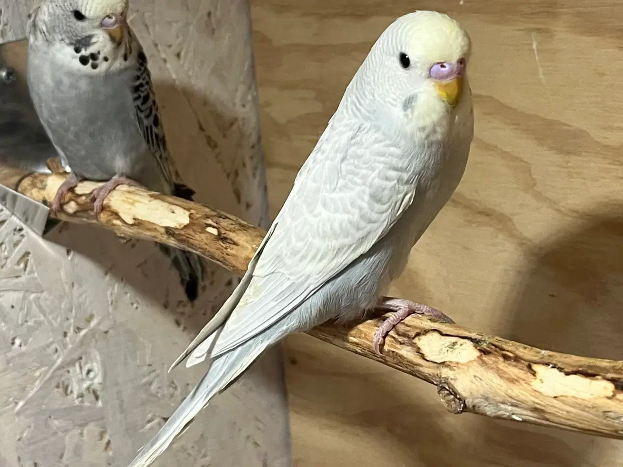 Billede 1 - Undulatunger 