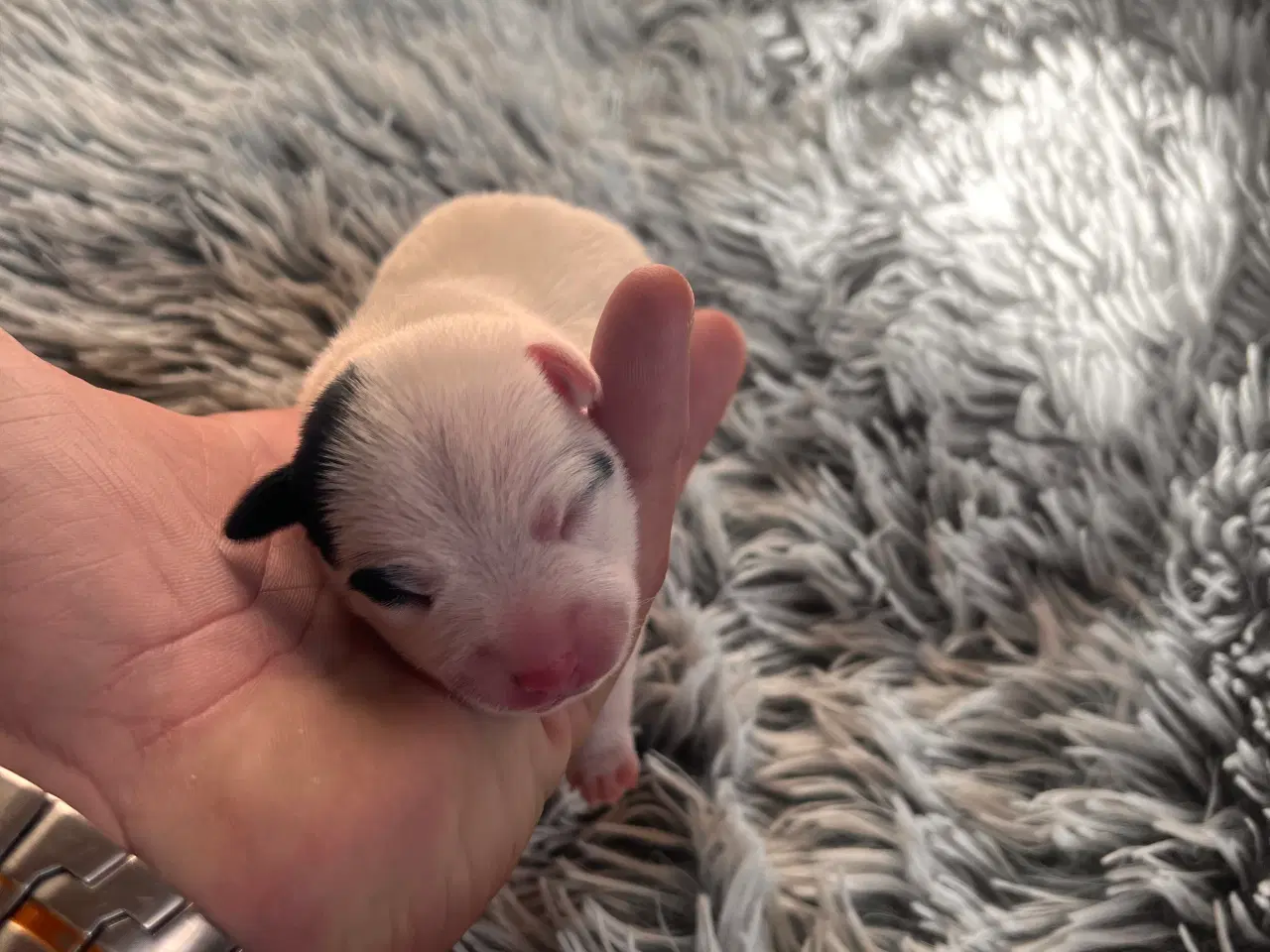 Billede 3 - Jack russel hvalpe 