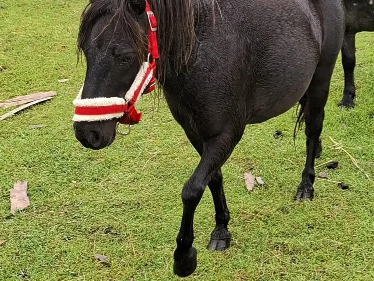 Billede 3 - Amerikansk miniature/mini Shetlænder 