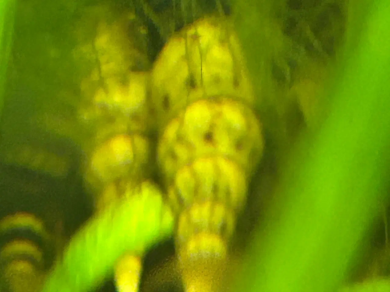 Billede 4 - 🐌 Malaysisk tårnsnegl – 2-5 cm | Afhentning eller